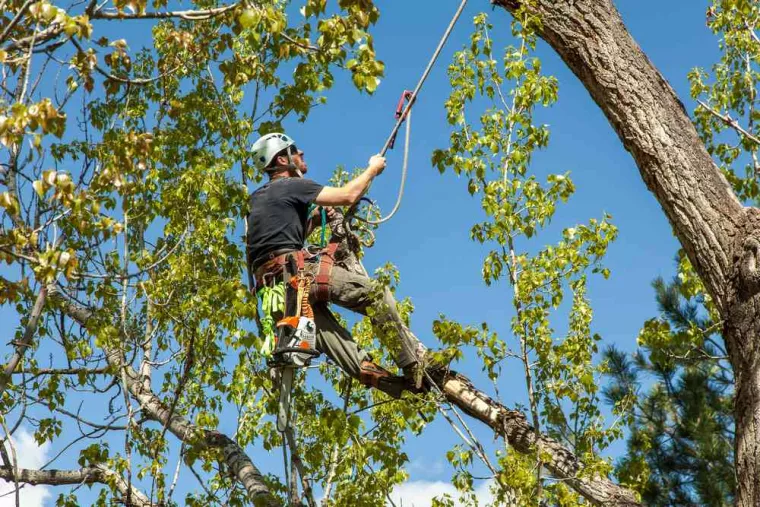 Faire appel à un élagueur grimpeur pour couper les branches d'un arbre dangereux, Carqueiranne, Les Jardins d'Adrien